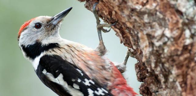 Okil ertaina (CC BY-3.0-ES 2012/EJ-GV/Irekia-Gobierno Vasco/Mikel Arrazola)