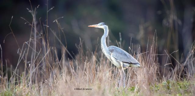 Garza real (CC BY-3.0-ES 2012/EJ-GV/Irekia-Gobierno Vasco/Mikel Arrazola)