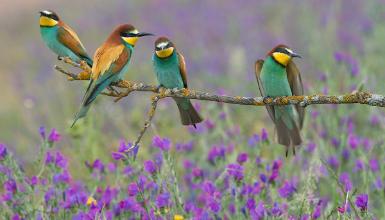 Abejaruco europeo (CC BY-3.0-ES 2012/EJ-GV/Irekia-Gobierno Vasco/I�igo)