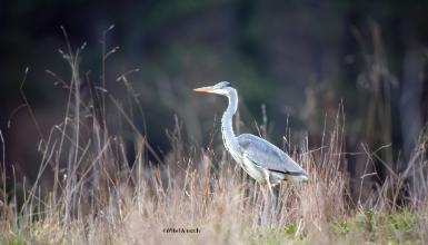 Lertxun hauskara (CC BY-3.0-ES 2012/EJ-GV/Irekia-Gobierno Vasco/Mikel Arrazola)