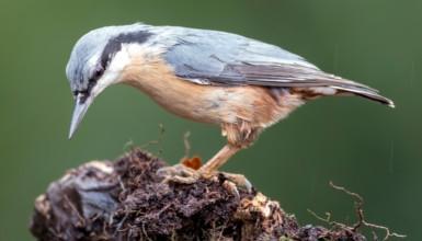Trepador azul (CC BY-3.0-ES 2012/EJ-GV/Irekia-Gobierno Vasco/Mikel Arrazola)