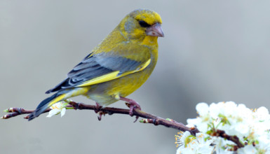 Txorru arrunta (CC BY-3.0-ES 2012/EJ-GV/Irekia-Gobierno Vasco/Mikel Arrazola)