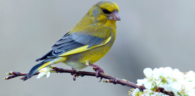 Txorru arrunta (CC BY-3.0-ES 2012/EJ-GV/Irekia-Gobierno Vasco/Mikel Arrazola)