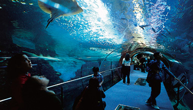 L�Aquarium de Donostia-San Sebasti�n