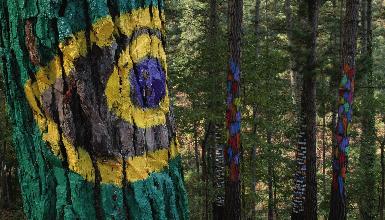 Agust�n Ibarrola's painted forest in Oma