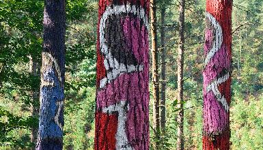 Agust�n Ibarrola's painted forest in Oma