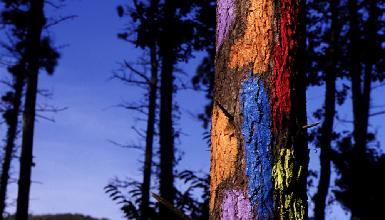 Agust�n Ibarrola's painted forest in Oma