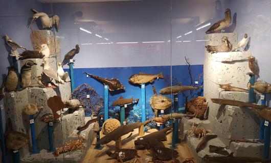 Hontza, Museo de Ciencias Naturales