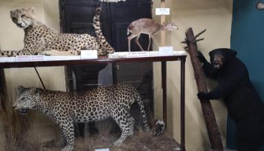 Hontza, Museo de Ciencias Naturales