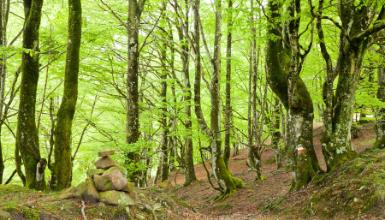 Parque Natural de Aralar 