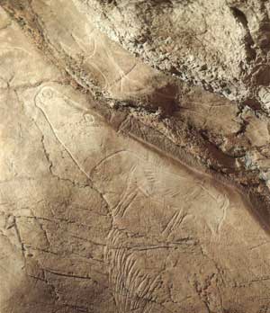 Reno y zorro &aacute;rtico