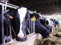 Explotación ganadera de vacuno de leche