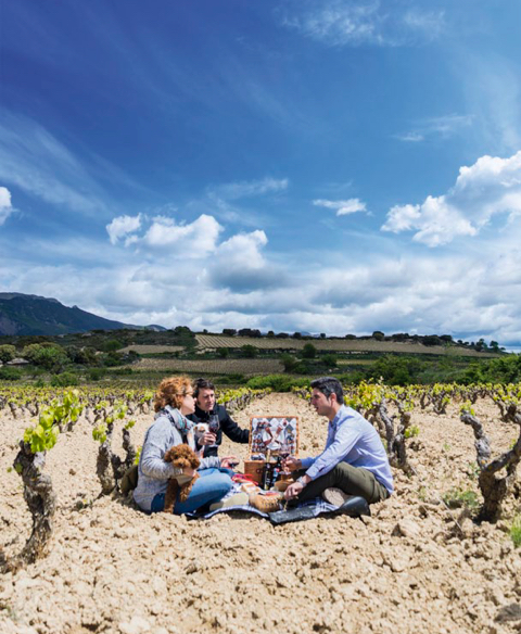 Rioja Alavesa: vineyards with a dog