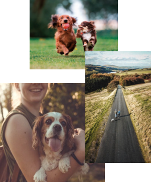 Three pictures of dogs playing