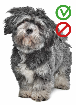 A dog with positive/negative icons