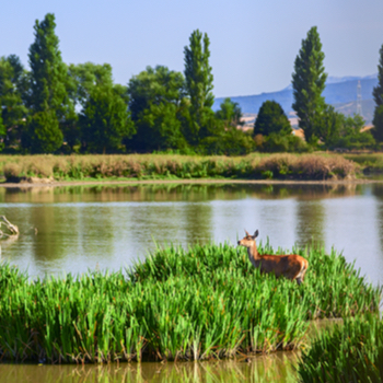 Vitoria-Gasteiz: a deer in Salburua