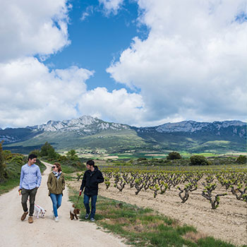 Un paseo entre los vi&ntilde;edos de Rioja Alavesa