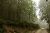 Bosques de Euskadi