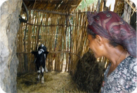 HERRIALDE POBRETUETAN NAZIO BATUETAKO NAZIOARTEKO ERAKUNDEETAN LAN EGITEKO BEKAK