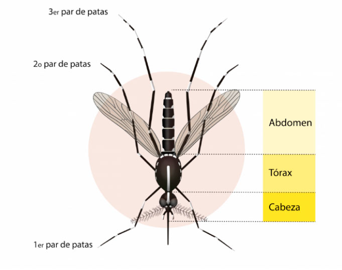 Esquema anat&oacute;mico del mosquito tigre