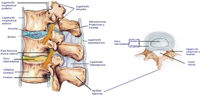 Imagen ra&iacute;ces nerviosas