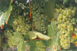 Arabako Txakolina