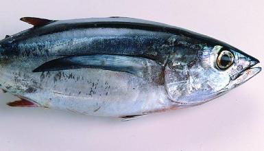 Bonito del Norte y Cimarr&oacute;n