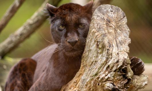Karpin Fauna