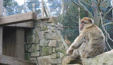 Karpin Fauna