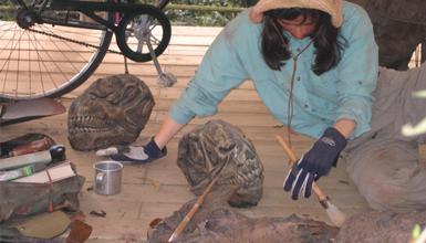 Karpin Fauna, Faunaren Babes Zentroa