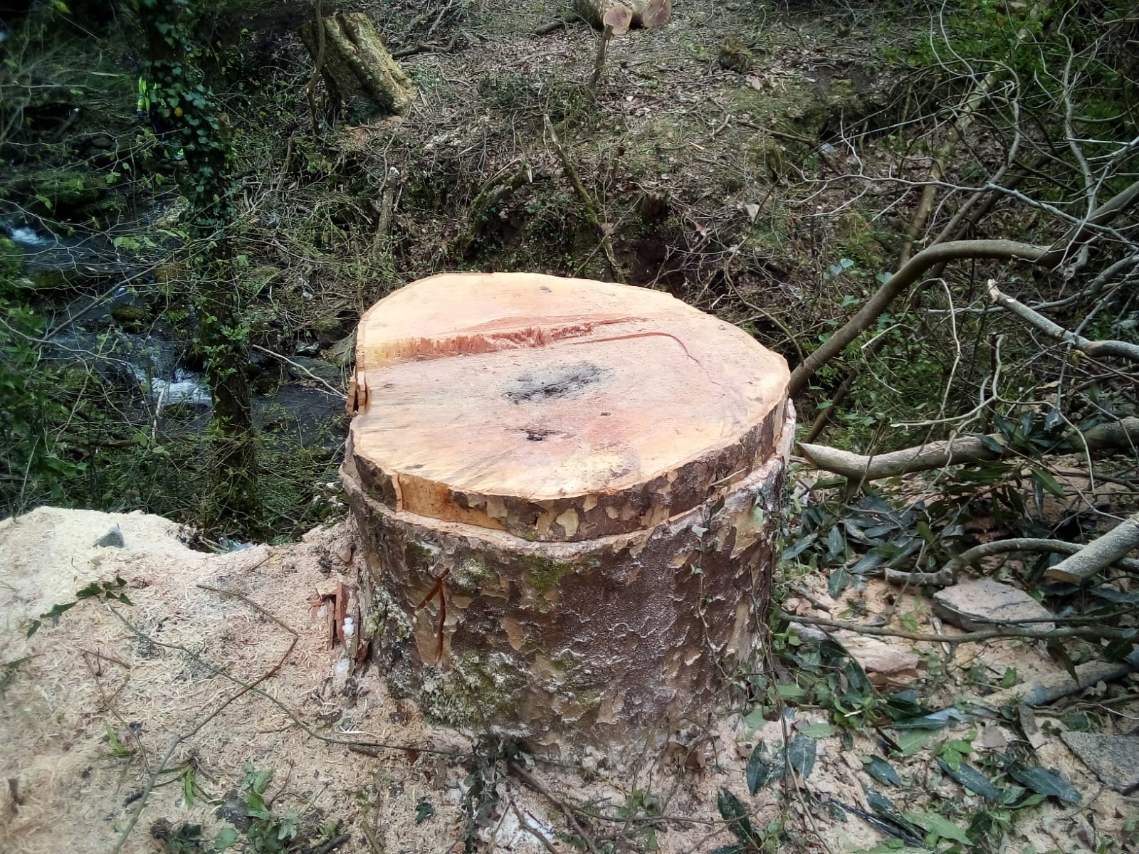 Apeados y tratados 6 plataneros de gran porte en Jaizubia, en Ir&uacute;n