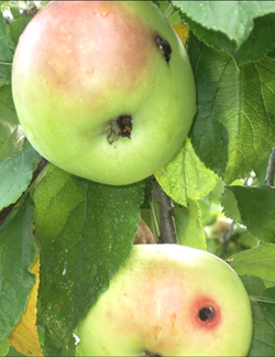 Carpocapsa edo sagarretako harra kontrola