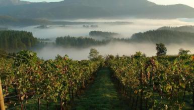 Txakoli Gernika-Lumo