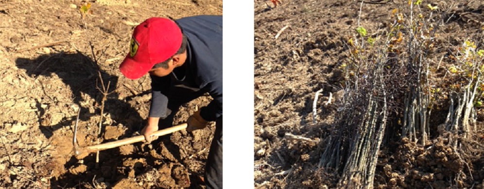 Revegetacion en cuenca del Oka