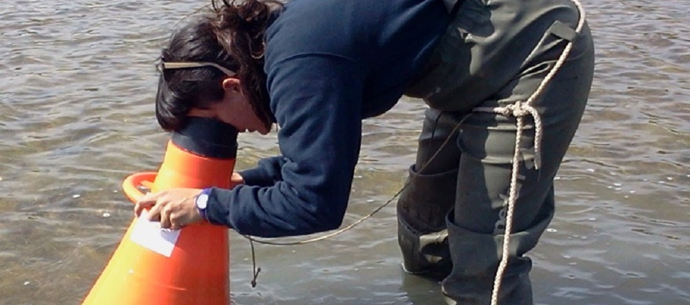 Makrofitoak behatzen