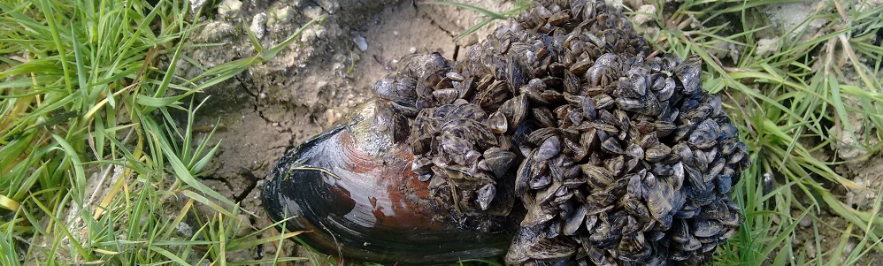 Zebra muskuilua naiade batean