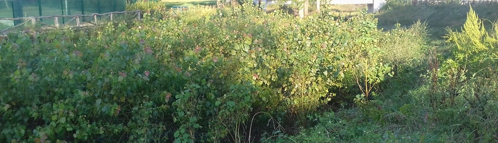 Mantenimiento del r&iacute;o Gobela en Getxo