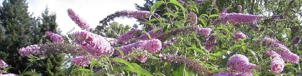 Buddleja