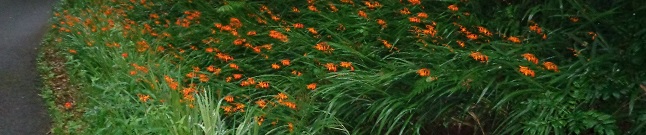 URA ha erradicado Crocosmia x crocosmiiflora en 4000 metros cuadrados de las riberas del arroyo Frantxuenerreka en Bermeo