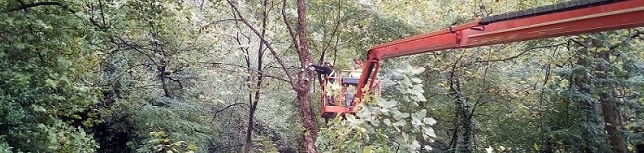 URA retira 9 platanos de sombra de las riberas del Leitzaran