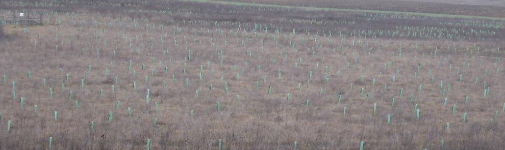 Plantaci&oacute;n de nuevos &aacute;rboles y arbustos en el humedal de Pedroko en Agurain