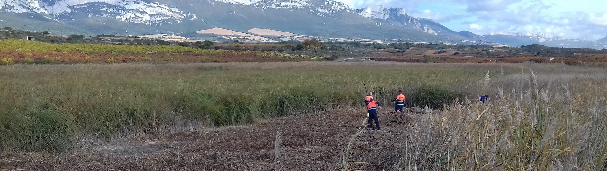 URA ha desbrozado 3000 m&sup2; de carrizo en la Laguna de Navaridas para que su lecho sea m&aacute;s propicio para acoger a anfibios y aves