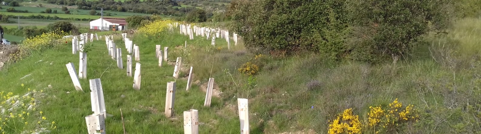 Restauraci&oacute;n de suelos en Artaza-Foronda con sedimentos y madera extra&iacute;dos de actuaciones de restauraci&oacute;n de r&iacute;os