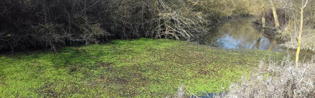 Myriophyllum aquaticum