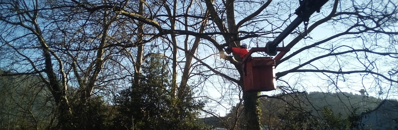 URAk Urola ibaiaren ertzetako 25 itzal-platanondo moztu ditu