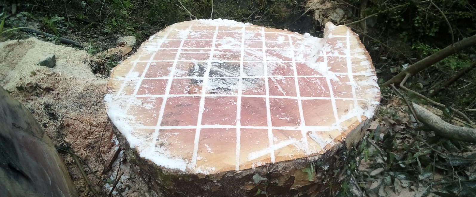 6 platanondo ebaki eta gatzarekin tratatu dira Jaizubian, Irunen