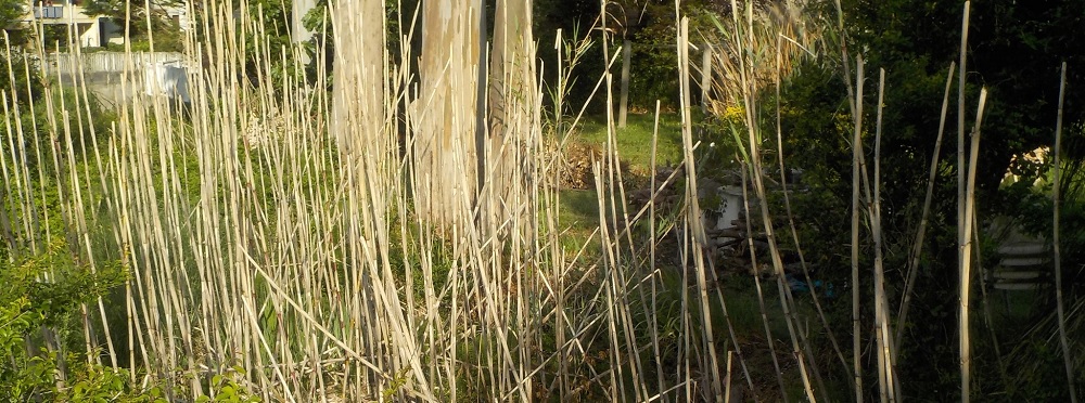 Arundo donax de la cuenca del arroyo Ondarre en Bakio