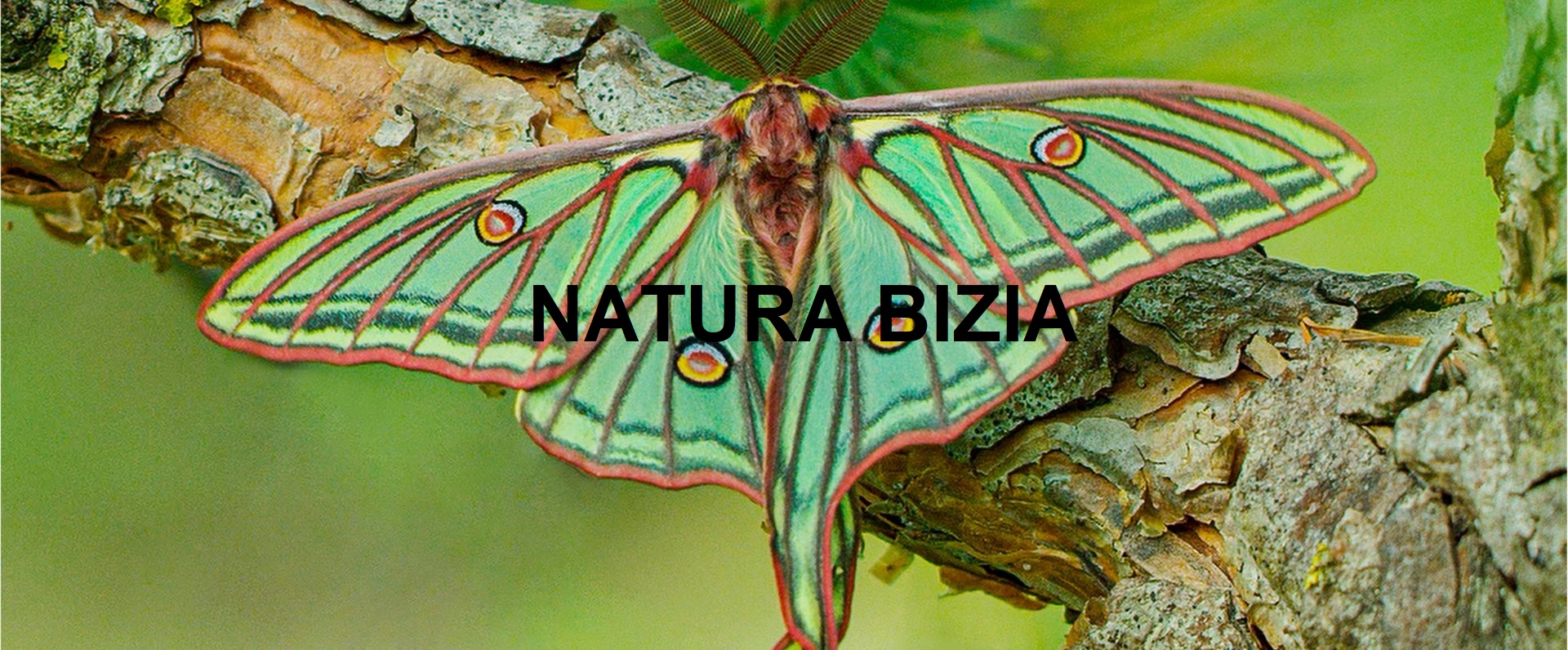 Natura bizia filma zinematan