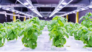 
      Indoor_vertical_farming_NEIKER_7.jpg
    