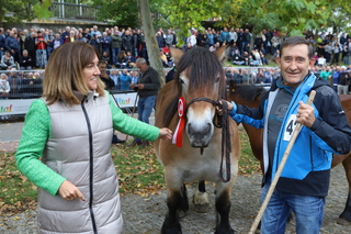 
      Feria_ganadera_de_Agurain.JPG
    